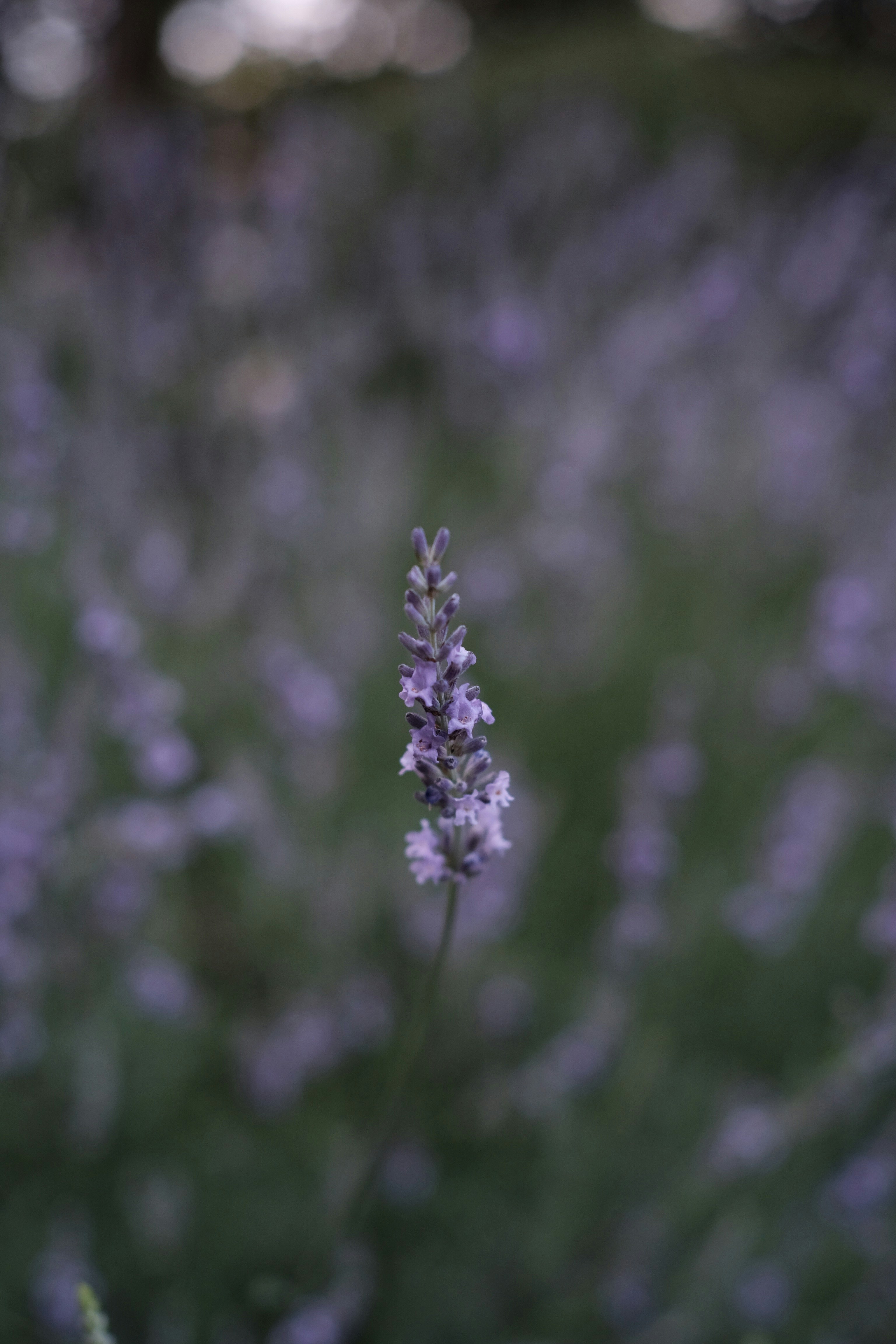 purple flower in tilt shift lens